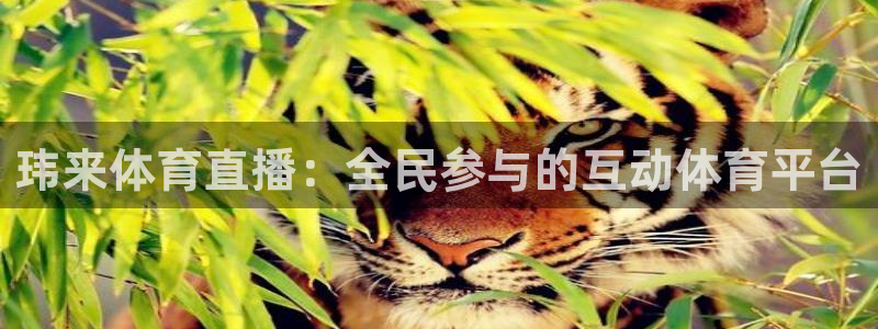 qszb球神直播首页